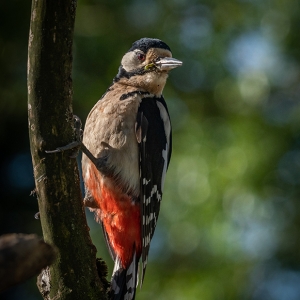 Redwell   25 05 2020   D500   Les 96.jpg